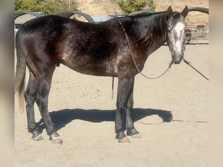 American Quarter Horse Wałach 8 lat Siwa in Paicines CA