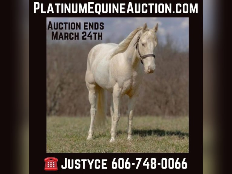 American Quarter Horse Wałach 8 lat Szampańska in Carlisle KY