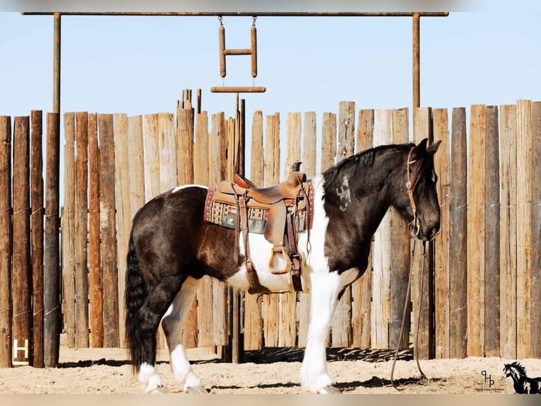 American Quarter Horse Wałach 8 lat Tobiano wszelkich maści in Joshua, TX