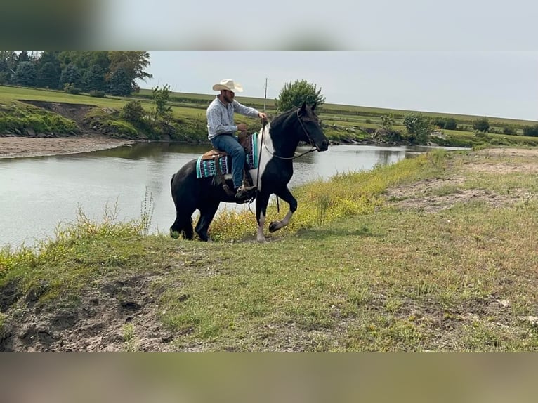 American Quarter Horse Wałach 8 lat Tobiano wszelkich maści in Sheffield IA