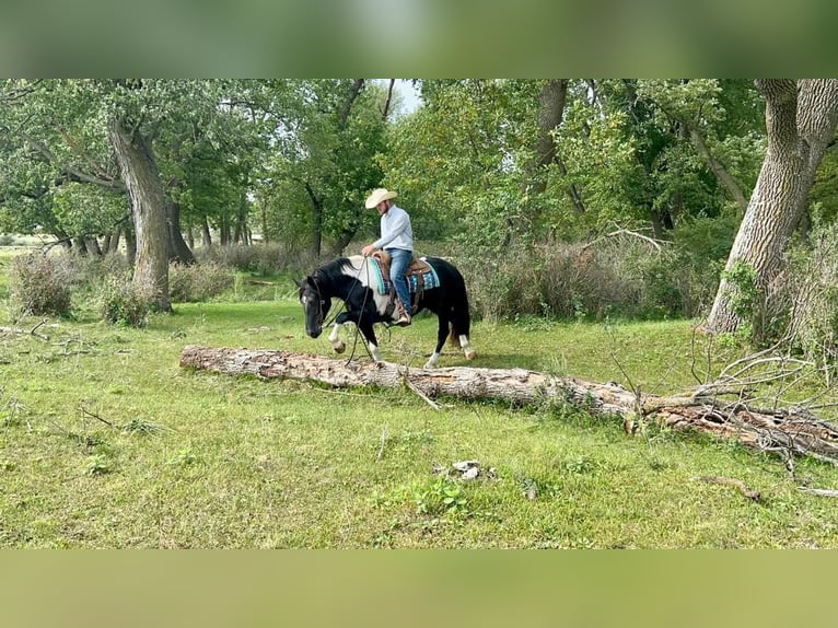 American Quarter Horse Wałach 8 lat Tobiano wszelkich maści in Sheffield IA