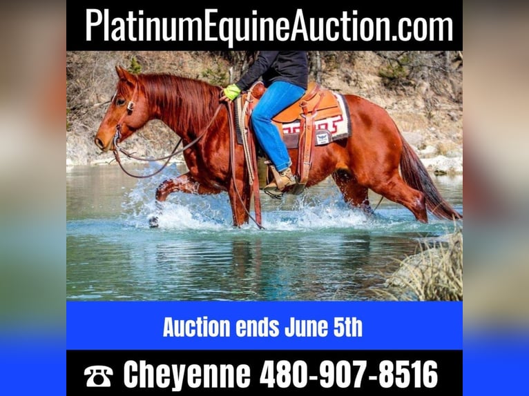 American Quarter Horse Wałach 8 lat in Stephenville TX