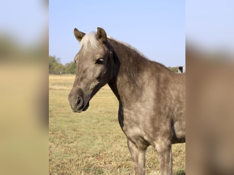 American Quarter Horse Wałach 9 lat 112 cm Siwa in RAVENNA tx