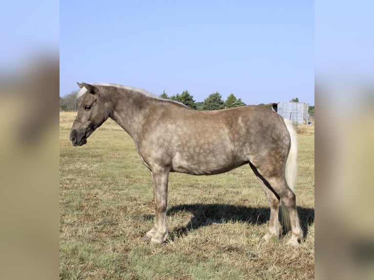 American Quarter Horse Wałach 9 lat 112 cm Siwa in RAVENNA tx