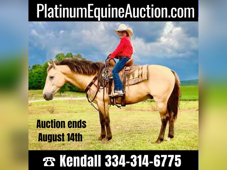 American Quarter Horse Wałach 9 lat 132 cm Jelenia in Huntland Tn