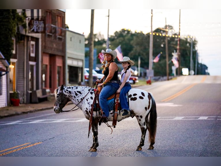 American Quarter Horse Wałach 9 lat 135 cm Ciemnokasztanowata in Mt Hope Al