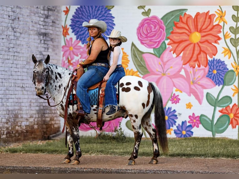 American Quarter Horse Wałach 9 lat 135 cm Ciemnokasztanowata in Mt Hope Al