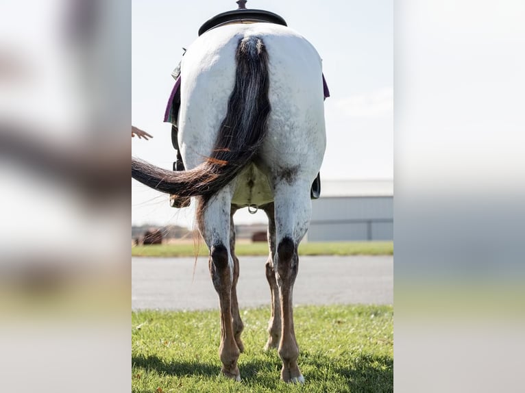 American Quarter Horse Wałach 9 lat 142 cm Ciemnokasztanowata in River Falls WI