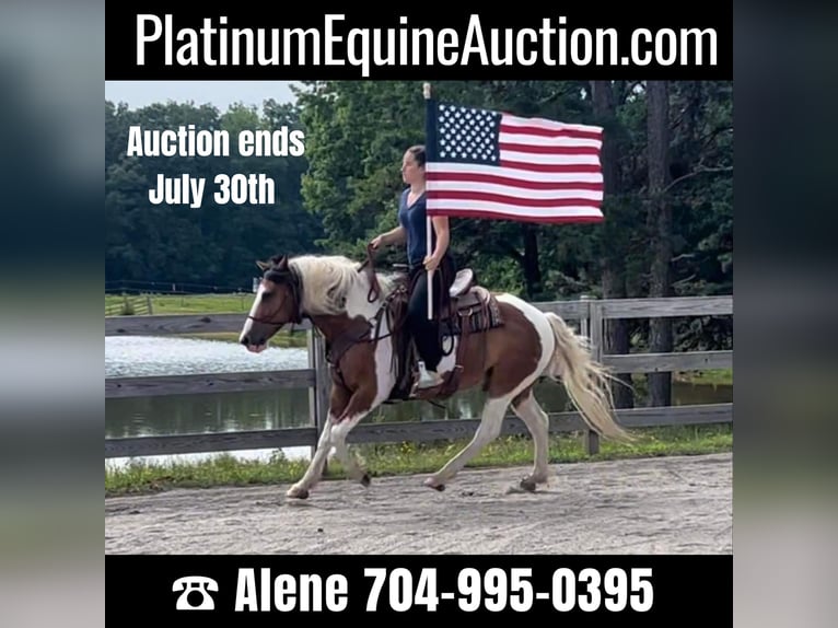 American Quarter Horse Wałach 9 lat 142 cm Gniada in Monroe NC