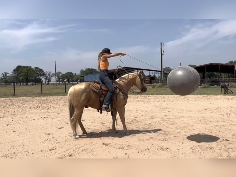 American Quarter Horse Wałach 9 lat 142 cm Izabelowata in Lipan, TX