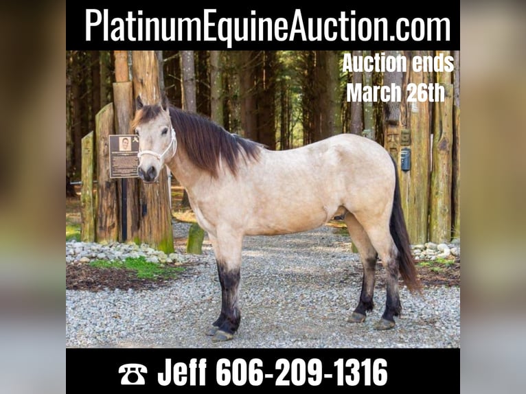 American Quarter Horse Wałach 9 lat 142 cm Jelenia in Middletown OH