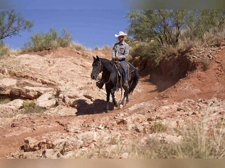 American Quarter Horse Wałach 9 lat 142 cm Kara in Waco