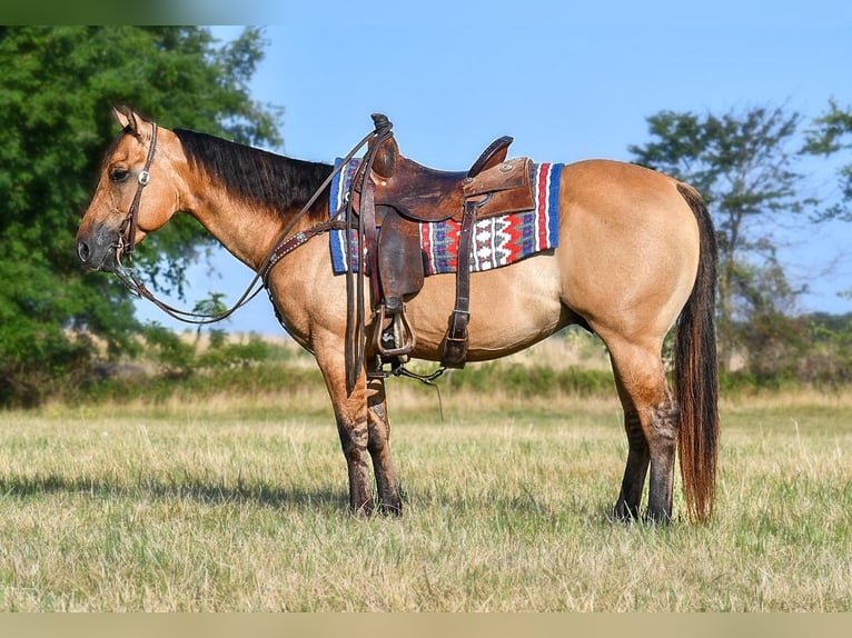 American Quarter Horse Wałach 9 lat 145 cm Bułana in Halfway, MO