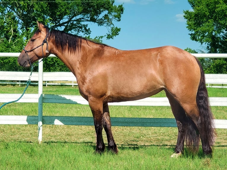 American Quarter Horse Wałach 9 lat 145 cm Bułana in Aubrey Tx