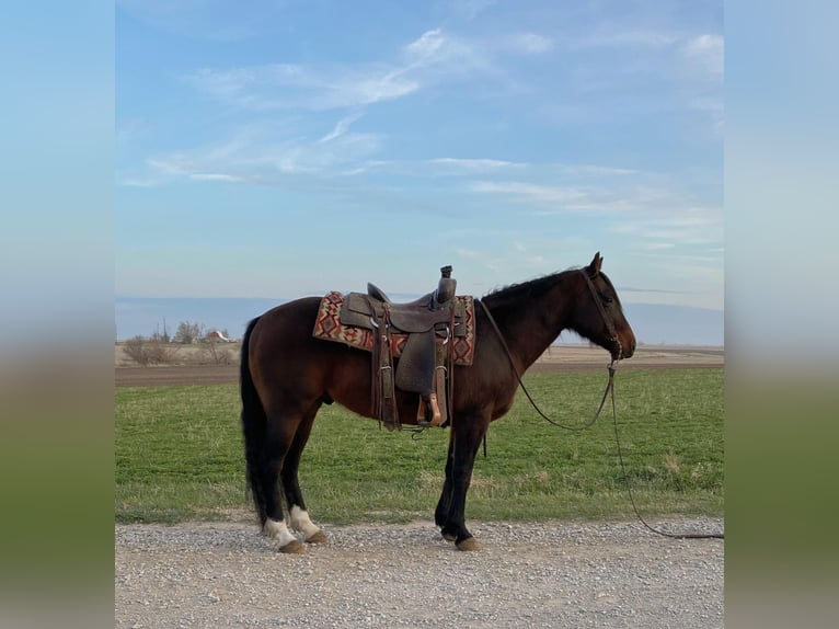 American Quarter Horse Wałach 9 lat 145 cm Gniada in Van Horne IA