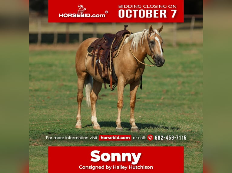 American Quarter Horse Wałach 9 lat 145 cm Izabelowata in Joshua, TX