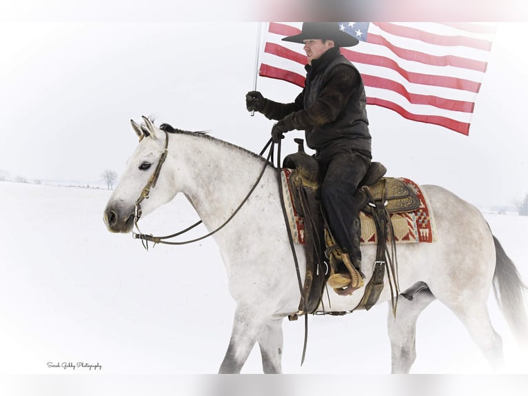 American Quarter Horse Wałach 9 lat 145 cm Siwa jabłkowita in Fairbank IA