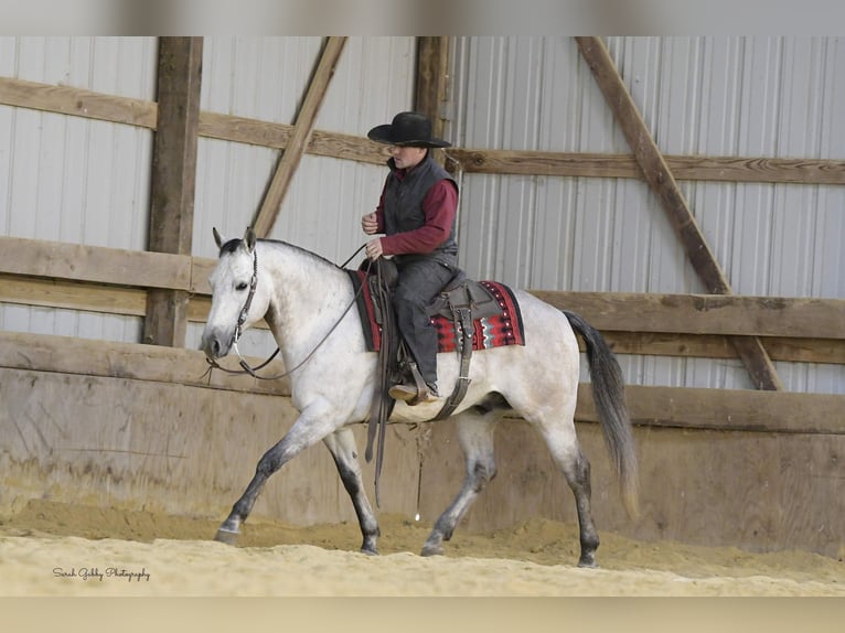 American Quarter Horse Wałach 9 lat 145 cm Siwa jabłkowita in Fairbank IA