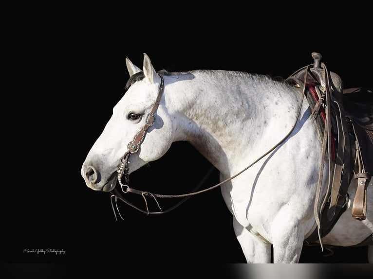 American Quarter Horse Wałach 9 lat 145 cm Siwa jabłkowita in Fairbank IA