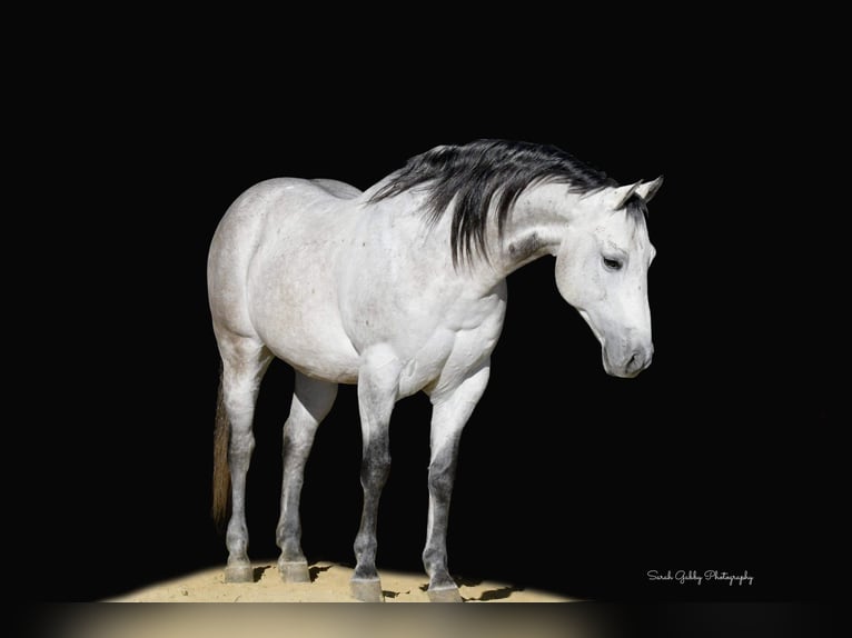 American Quarter Horse Wałach 9 lat 145 cm Siwa jabłkowita in Fairbank IA