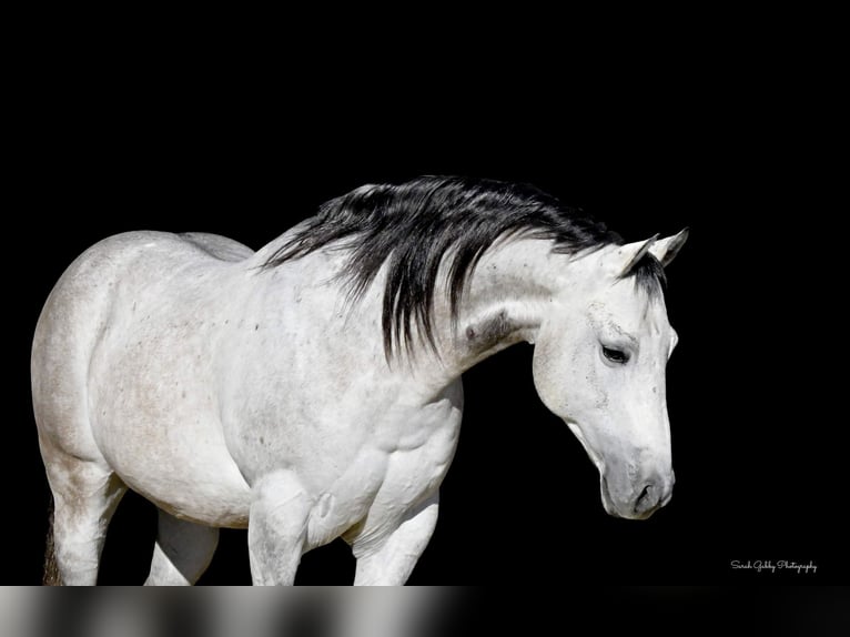 American Quarter Horse Wałach 9 lat 145 cm Siwa jabłkowita in Fairbank IA