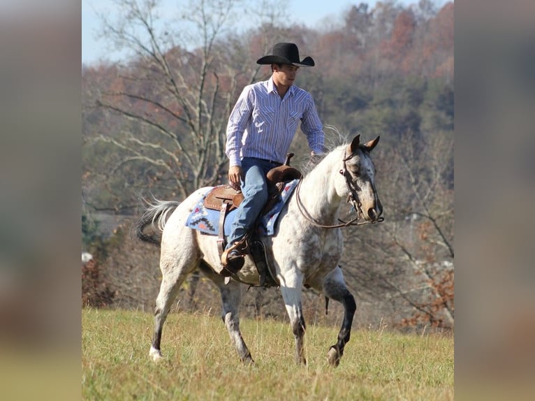American Quarter Horse Wałach 9 lat 145 cm Siwa in Brodhead KY