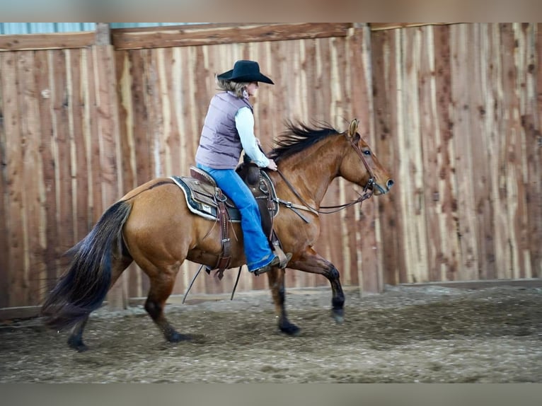 American Quarter Horse Wałach 9 lat 147 cm Bułana in Valley Springs, SD