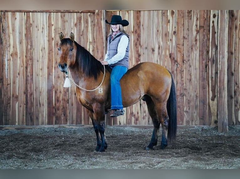 American Quarter Horse Wałach 9 lat 147 cm Bułana in Valley Springs, SD