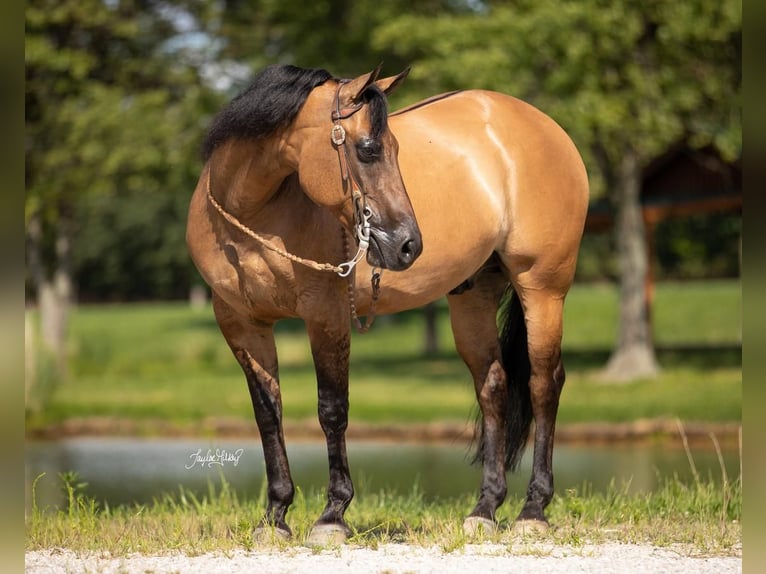 American Quarter Horse Wałach 9 lat 147 cm Bułana in Robards, KY