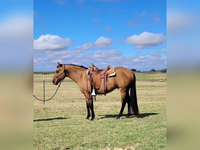 American Quarter Horse Wałach 9 lat 147 cm Bułana in Rising Star TX