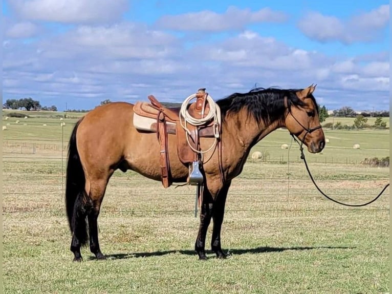 American Quarter Horse Wałach 9 lat 147 cm Bułana in Rising Star TX