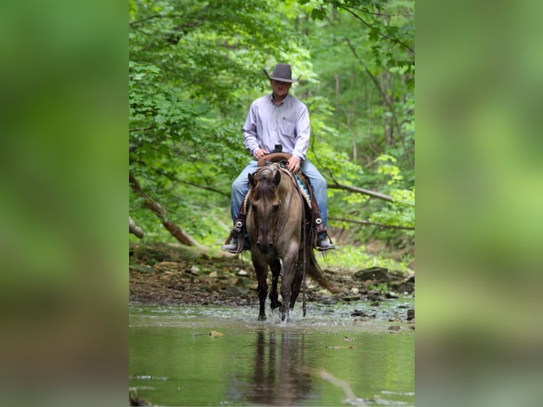 American Quarter Horse Wałach 9 lat 147 cm Grullo in Hardinsburg IN