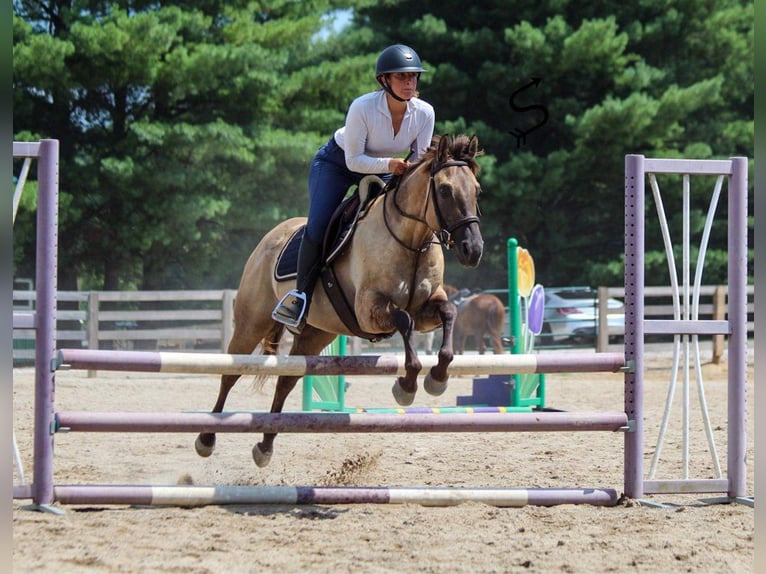 American Quarter Horse Wałach 9 lat 147 cm Grullo in Hardinsburg IN