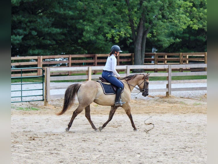 American Quarter Horse Wałach 9 lat 147 cm Grullo in Hardinsburg IN