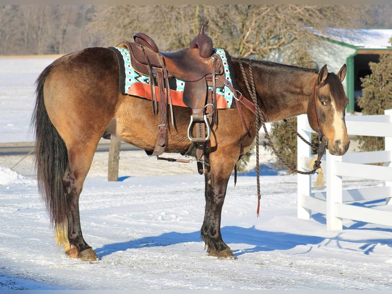 American Quarter Horse Wałach 9 lat 147 cm Jelenia in Rebersburg