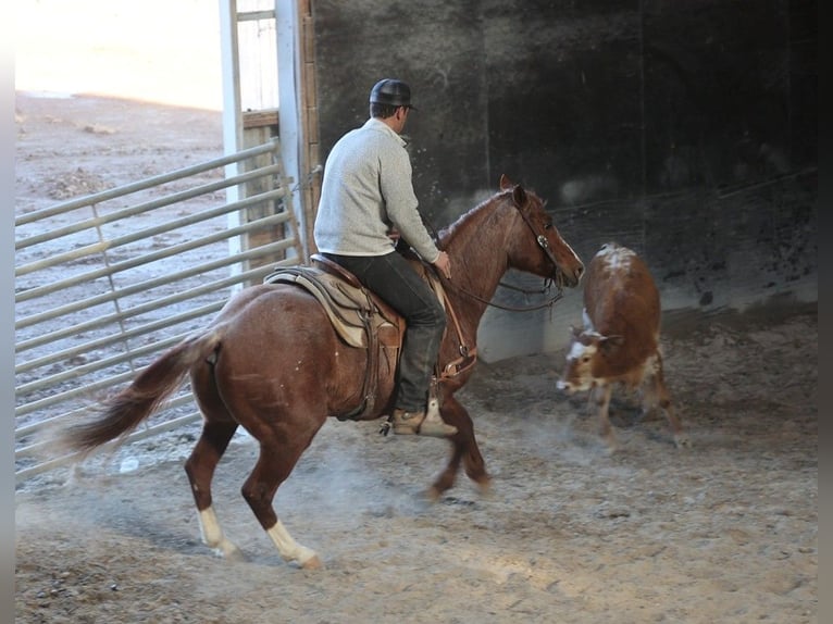 American Quarter Horse Wałach 9 lat 147 cm Kasztanowatodereszowata in Somerset