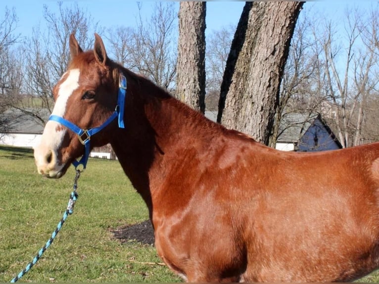 American Quarter Horse Mix Wałach 9 lat 147 cm Rabicano in Allentown, NJ