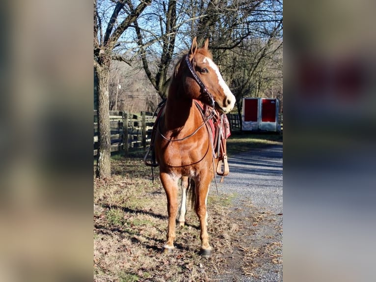 American Quarter Horse Mix Wałach 9 lat 147 cm Rabicano in Allentown, NJ