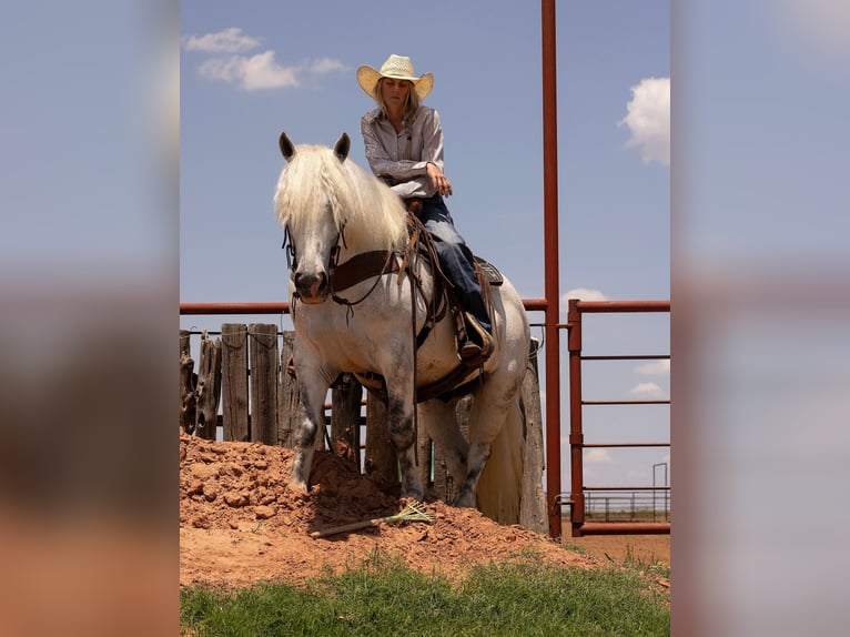 American Quarter Horse Wałach 9 lat 147 cm Siwa jabłkowita in Bryers TX