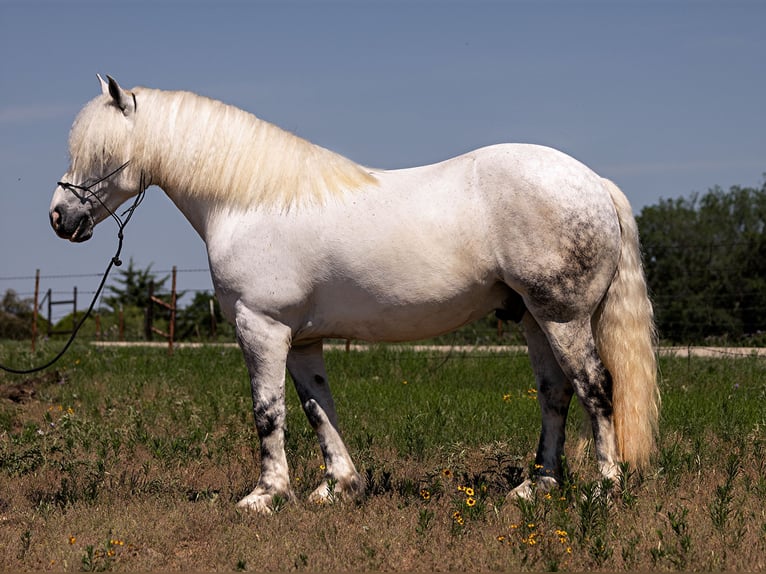 American Quarter Horse Wałach 9 lat 147 cm Siwa jabłkowita in Bryers TX
