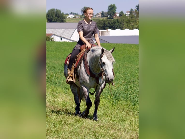 American Quarter Horse Mix Wałach 9 lat 147 cm Siwa in Millersburg, OH