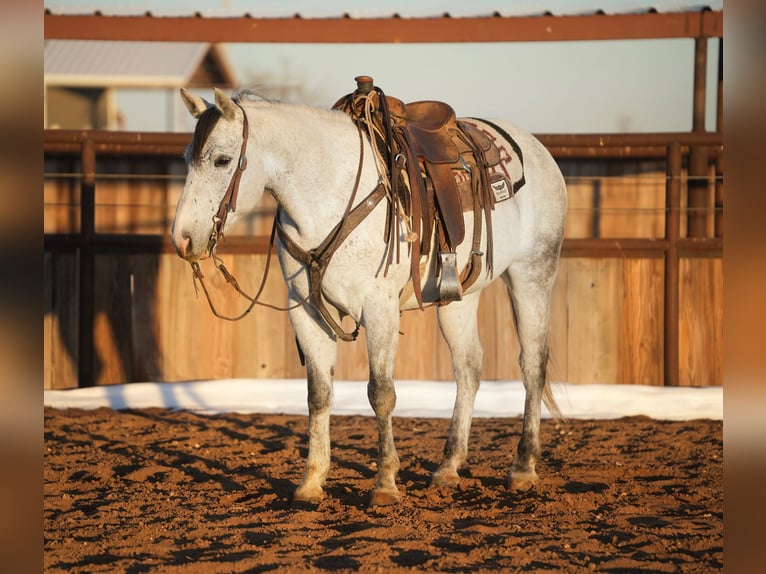 American Quarter Horse Wałach 9 lat 147 cm Siwa in Amarillo, TX