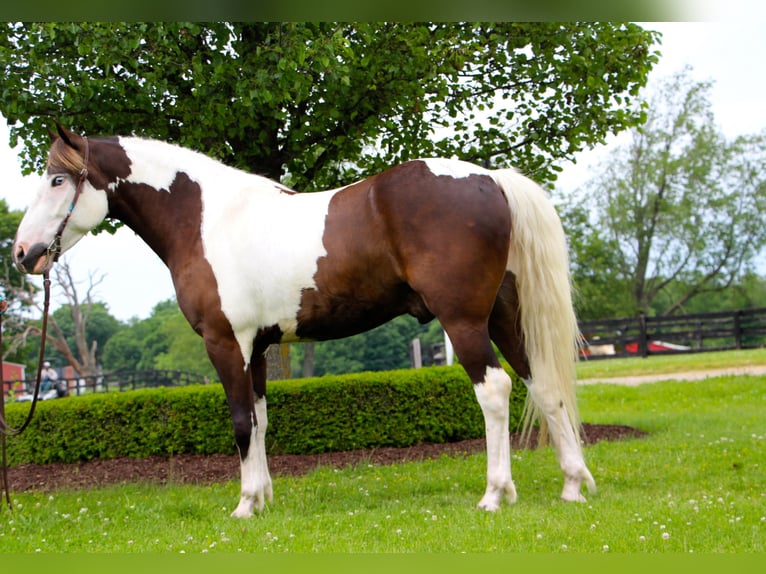 American Quarter Horse Wałach 9 lat 147 cm Tobiano wszelkich maści in Highland Mi