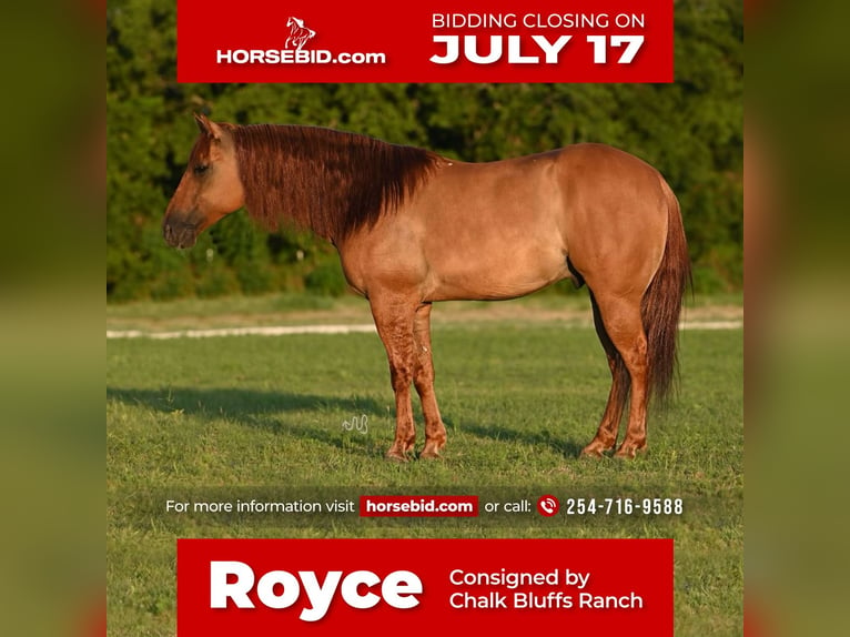 American Quarter Horse Wałach 9 lat 150 cm Bułana in Waco, TX
