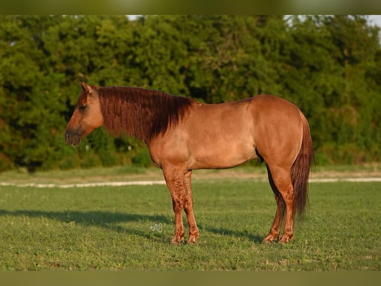 American Quarter Horse Wałach 9 lat 150 cm Bułana in Waco, TX