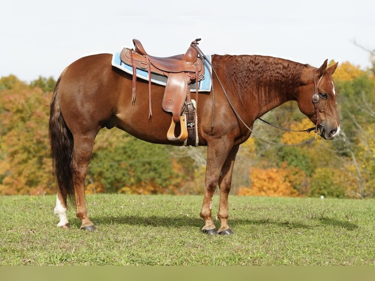 American Quarter Horse Wałach 9 lat 150 cm Ciemnokasztanowata in Needmore, PA