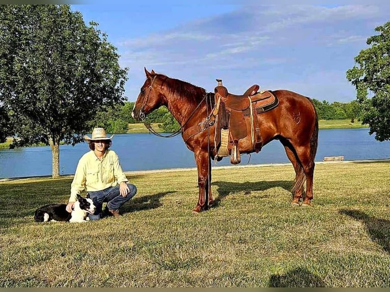 American Quarter Horse Wałach 9 lat 150 cm Ciemnokasztanowata in LaCygne KS
