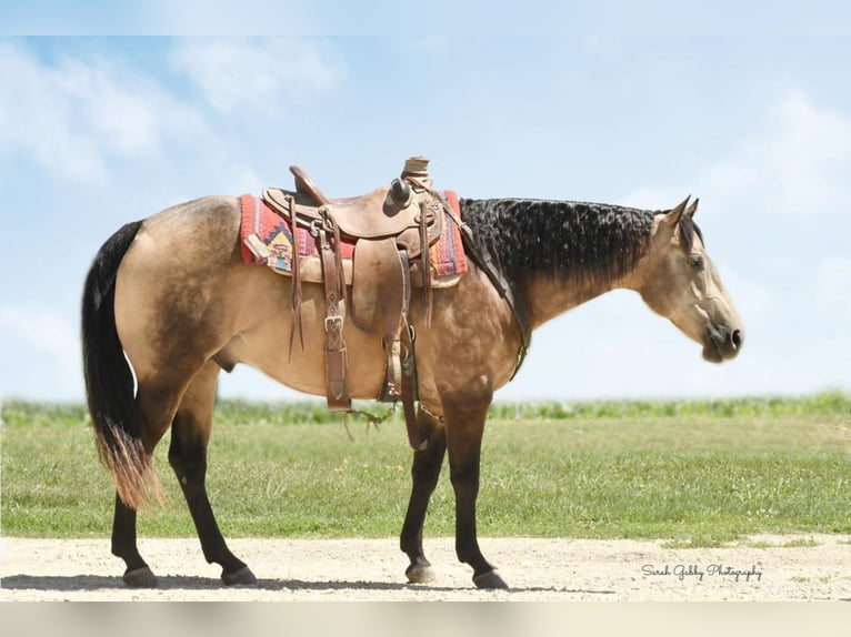 American Quarter Horse Wałach 9 lat 150 cm Jelenia in Bellevue, IA
