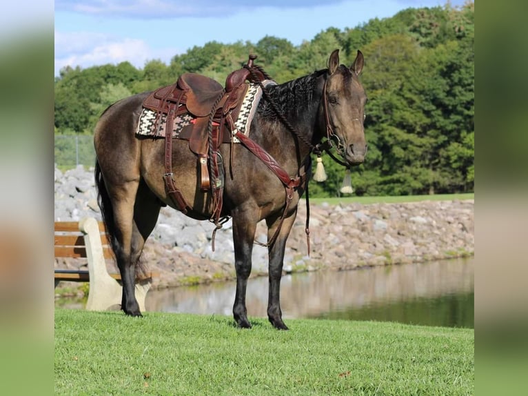 American Quarter Horse Wałach 9 lat 150 cm Jelenia in Rebersburg, PA