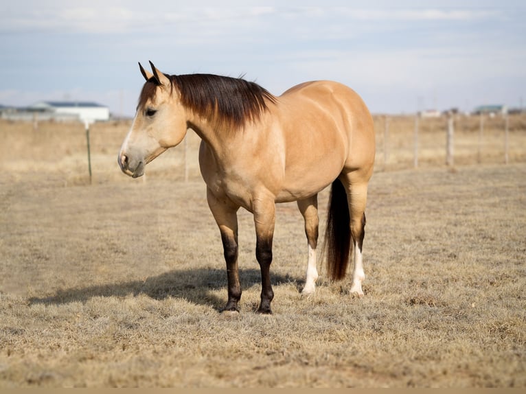 American Quarter Horse Wałach 9 lat 150 cm Jelenia in Amarillo, TX
